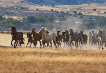 Fototapeta na wymiar Herd of Wild Horses Running in the Desert