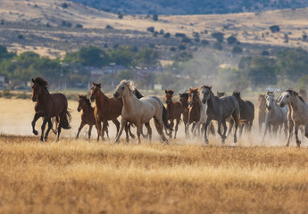 Herd of Wild Horses Running in the Desert