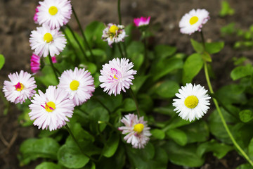 daisies on a green background, close-up