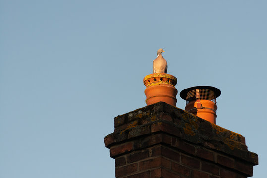 angry looking pigeon sat on orange clay and red brick chimney pot in England with bright blue sky and space for caption at sunrise
