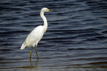 Snowy egret on river of a deep blue