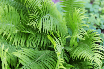 fern Bush, background image, texture