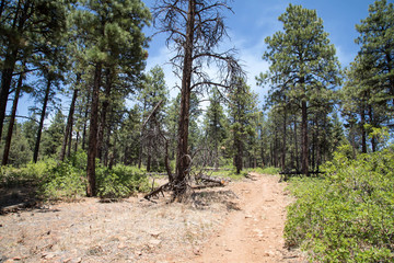 Fototapeta na wymiar Animas mountain trail through pine trees in Durango, Colorado