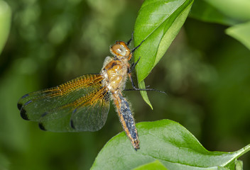 dragonfly