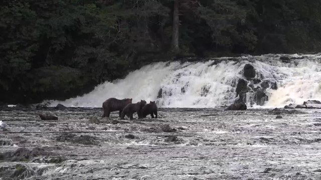 USA. Alaska. Bears catch salmon in a mountain stream