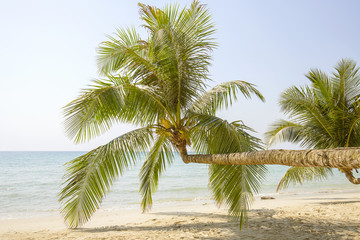 Obraz premium Tropical palm tree with green leaves over the sea water on the sand beach. Thailand