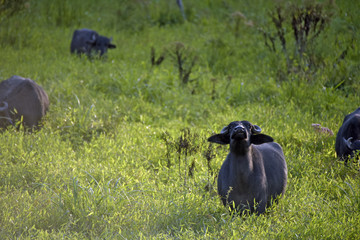 Water buffaloes in high grass pasture