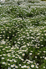 Spring Daisy. Summer flowers. Beautiful meadow. Summer background