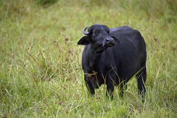 Water buffalo in high grass pasture