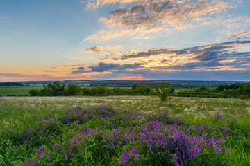 Fototapeta na wymiar Nice, colorful, wide look at meadow filled with purple wildflowers, in a nice summer sunset.