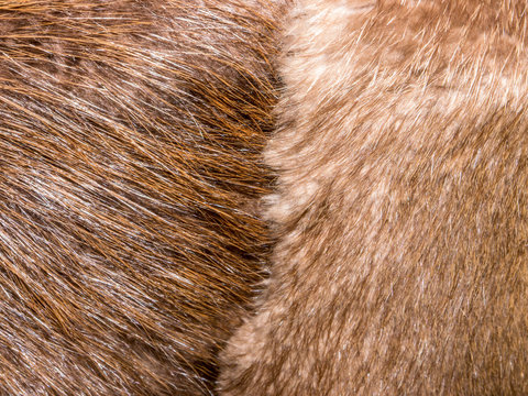 The Fur texture.