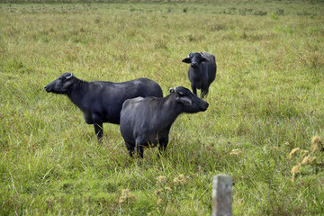 Water buffaloes in high grass pasture