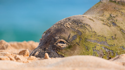 Fototapeta premium Hawaiian Munk Seal spoczywa na plaży