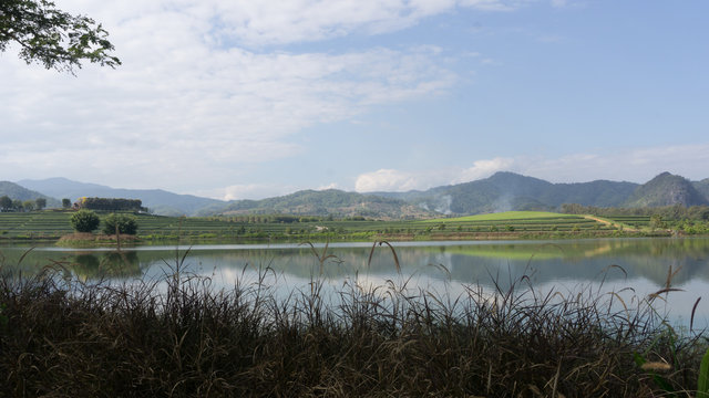 tea farm at boonrawd farm in chaing rai