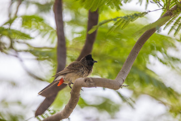 a small exotic bird on the branches with flowers