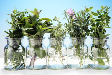 bunch of garden fresh herbs.