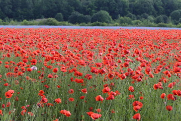 Red Poppies / Poppy Field