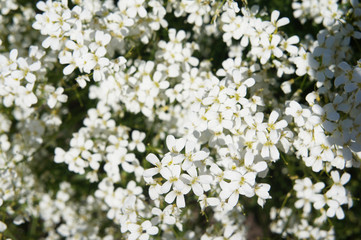 Arabis caucasica wall cress white flowers background