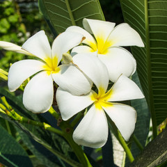 Fototapeta na wymiar Flora in Thailand im Sommer