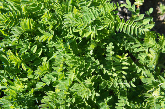Astragalus cicer or chickpea milkvetch, green plant