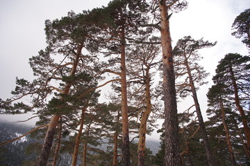 Bosque Somosierra