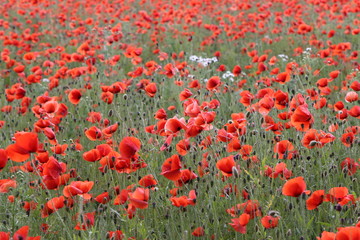Red Poppies / Poppy Field