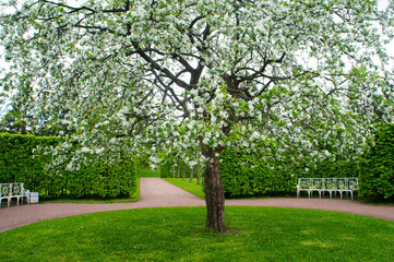 Fototapeta na wymiar Blossoming white tree in green round garden landscape