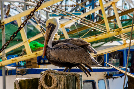 Biloxi pelican watching