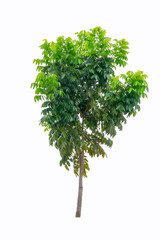 Fototapeta premium Tree isolated on white background. Object element for design. The collection of trees. With clipping path.