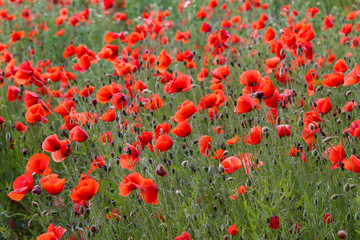 Fototapeta premium Red Poppies / Poppy Field