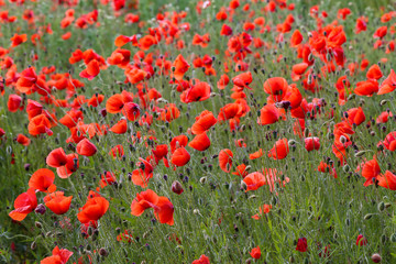 Red Poppies / Poppy Field