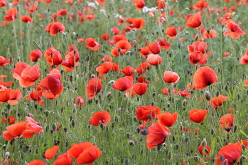 Obraz premium Red Poppies / Poppy Field