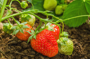 Ripe, red strawberries in the garden.