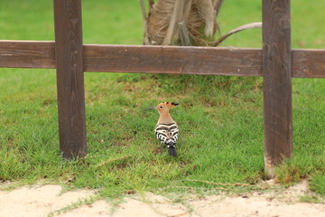 hoopoe on a green lawn