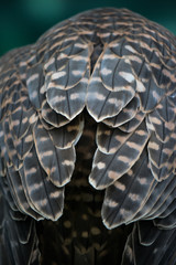 Federkleid vom Falke