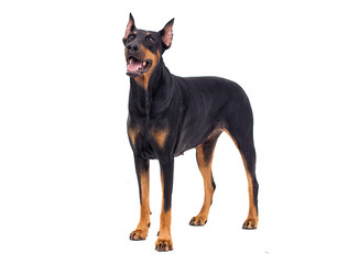 Doberman dog looking at white background