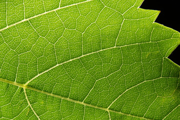 leaf vein