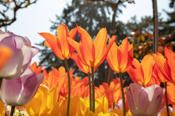 Macro view from below of orange tulips under sunshine..