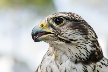 Majestätischer Falke im Seitenprofil