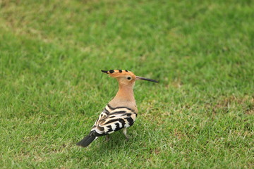 hoopoe on a green lawn
