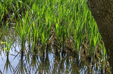 Springtime green and fresh reed, Phragmites communis or rush and tree with reflection on a beauty  lake in South park, Sofia, Bulgaria  