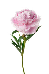 Pink peony flower isolated on white