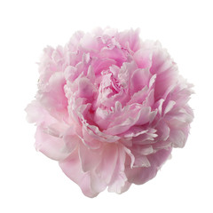 Pink peony flower isolated on white