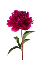 Pink peony flower isolated on white © vetre