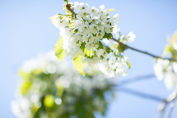 White with pink flowers of the cherry blossoms on a spring day in the park