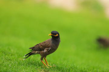 Common myna Outdoors