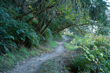 Forest Trail