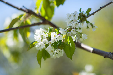 White with pink flowers of the cherry blossoms on a spring day in the park