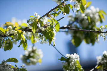 White with pink flowers of the cherry blossoms on a spring day in the park
