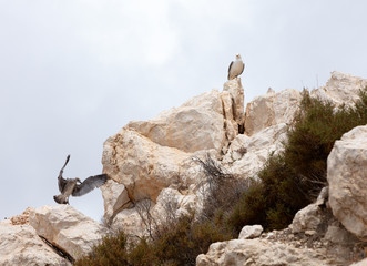 seagull chick flapping wings